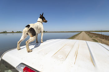 Rice dog on top of farm truck