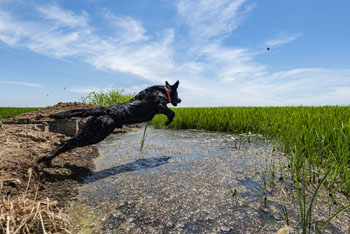 Rice dog jumping over puddle