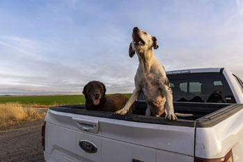 Rice dog s in bed of a farm truck