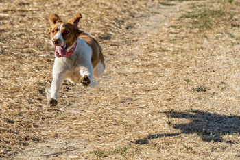 Rice dog running