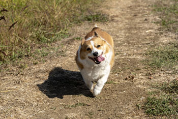 Rice dog running on dirt road