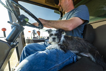 Rice dog sitting on its owner's lap in tractor