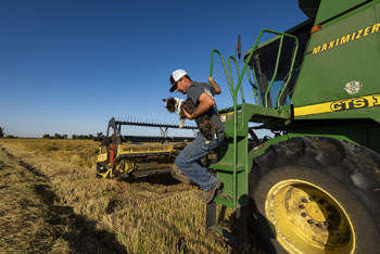 Rice dog with its owner jumping out of a tractor