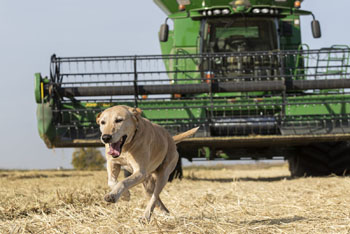 Rice dog running in rice field near harvester