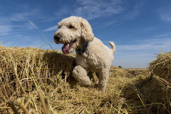 Rice dog walking through rice field