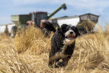 Rice dog running in rice field near harvester