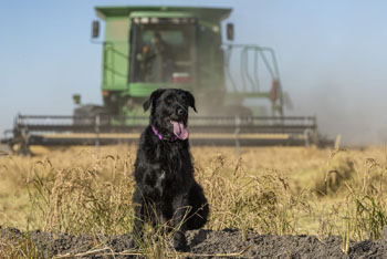 Rice dog sitting in rice field near harvester