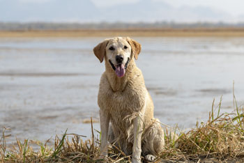Rice dog sitting near flooded rice field
