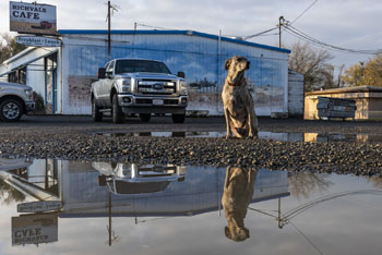 Rice dog