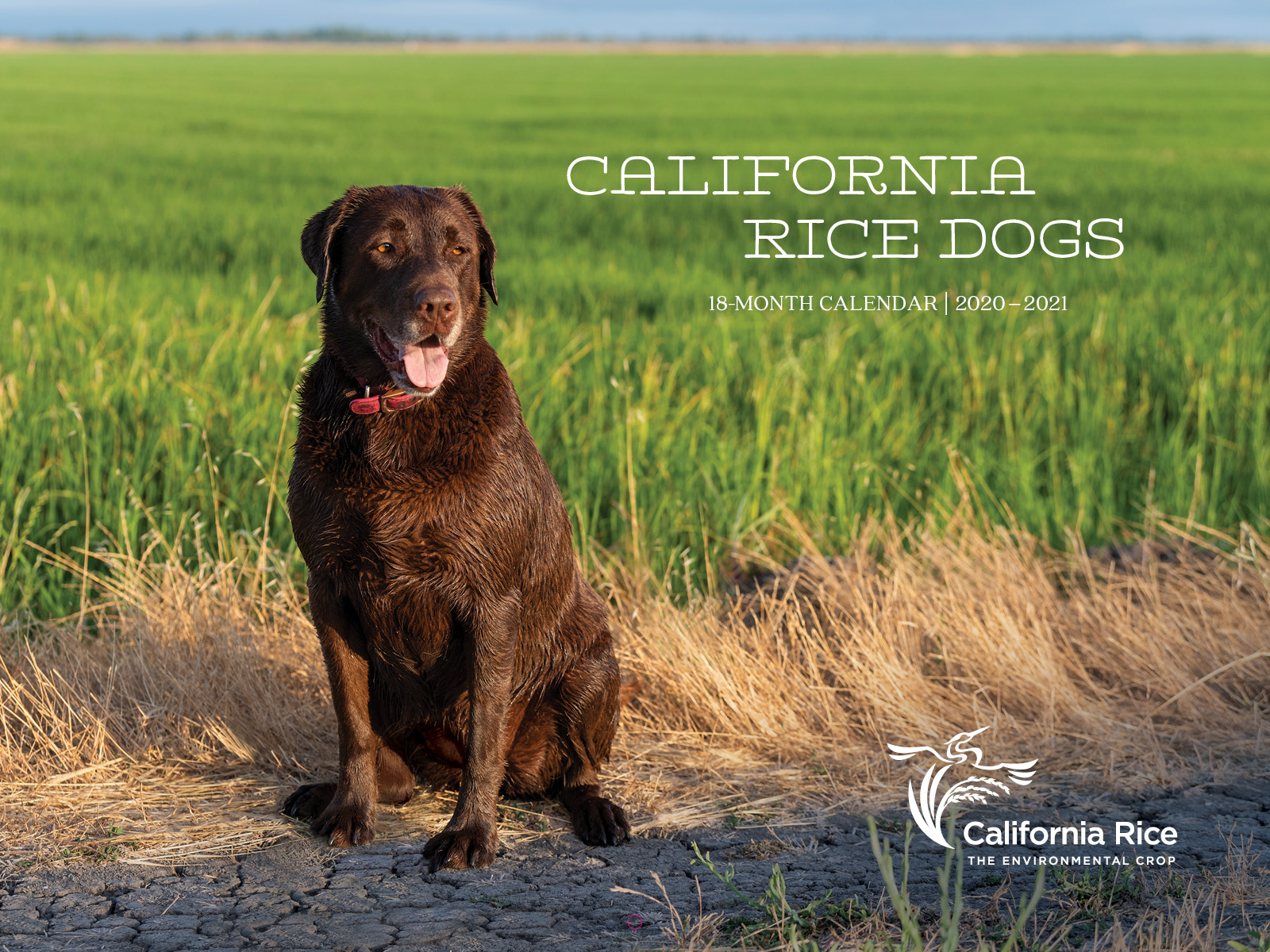 Rice Dogs Calendar Cover