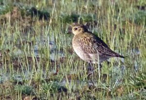 Pacific Golden-Plover 
