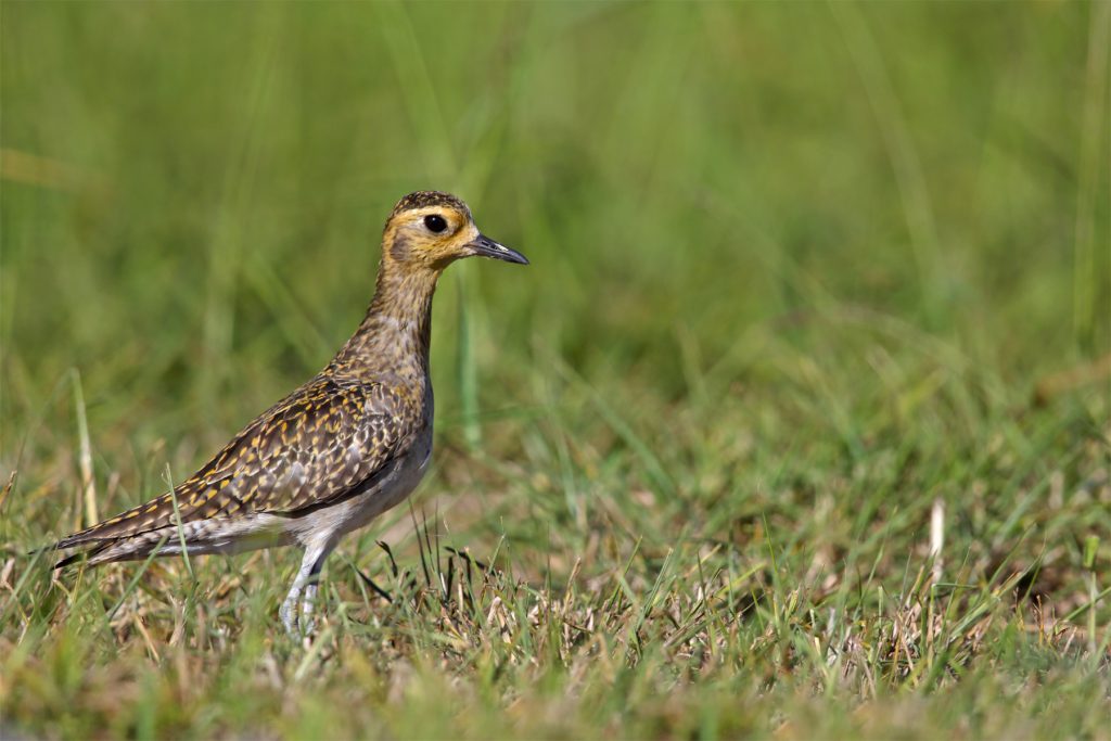 Pacific Golden-Plover 