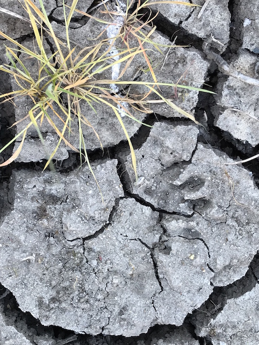 dry Rice Canal bed