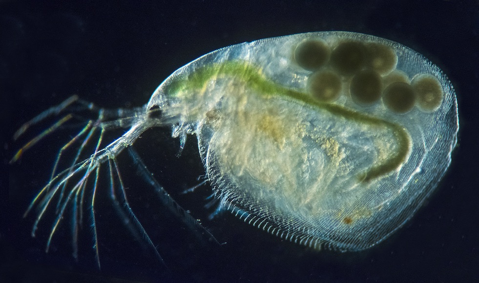 Water Flea Close-Up