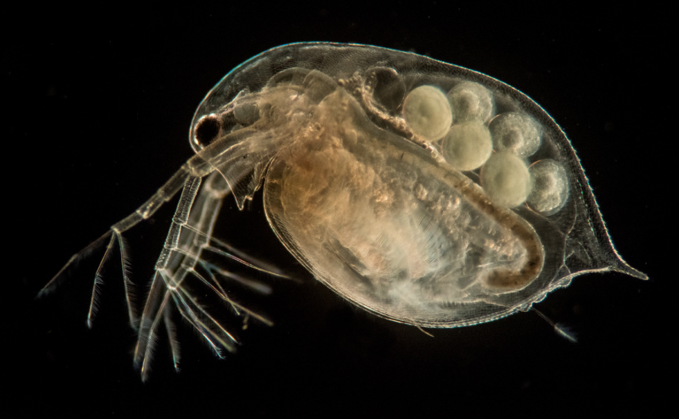 Water Flea Close-Up