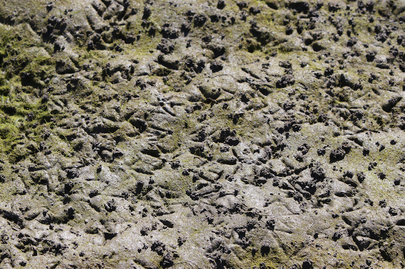 dry Rice Canal bed