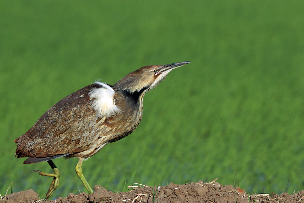 Bittern