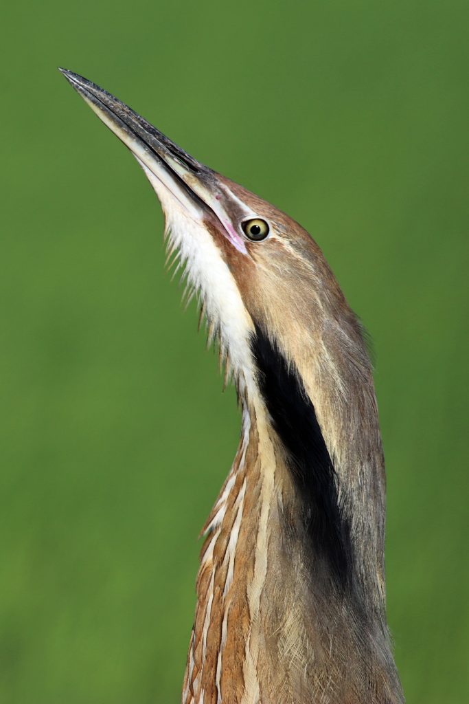 Bittern Up close