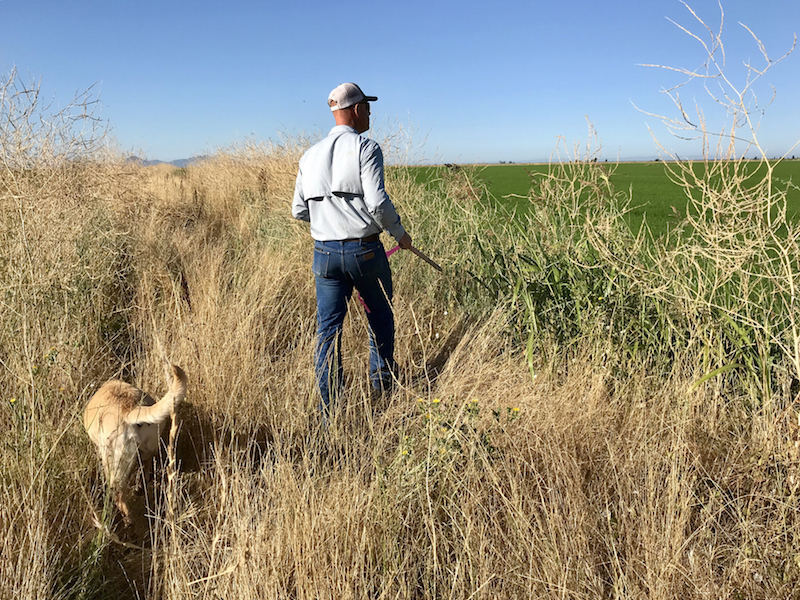 farmer walking through rice fields with golden shepherd