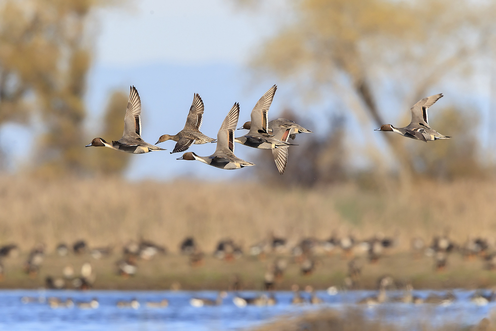mallard ducks flying