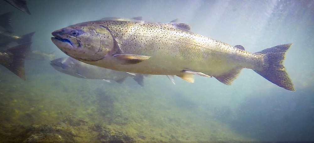 salmon swimming