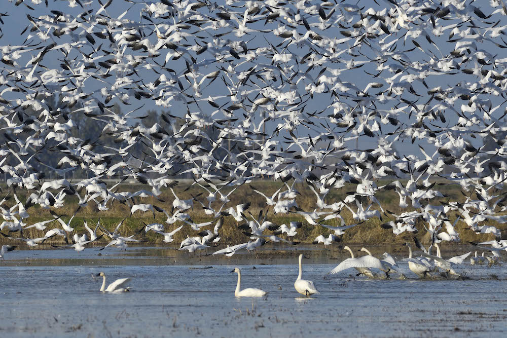 snow geese and swans taking flight
