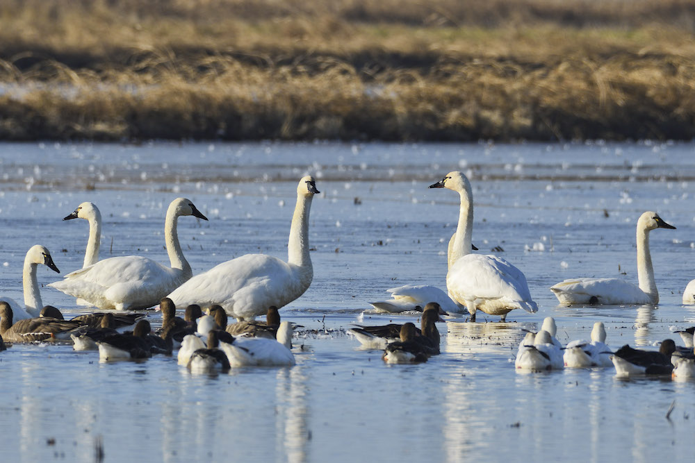 swans wading in rice fields