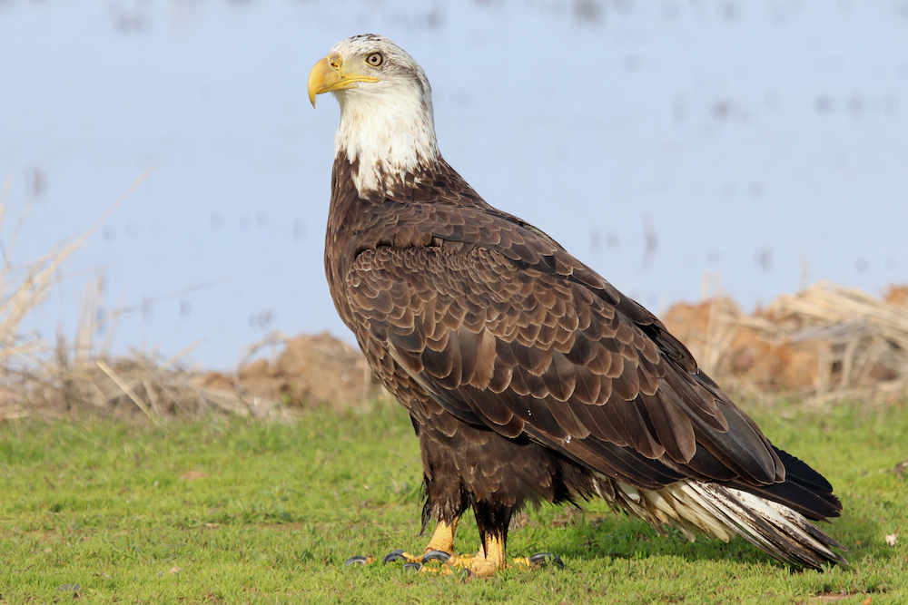 Bald Eagle