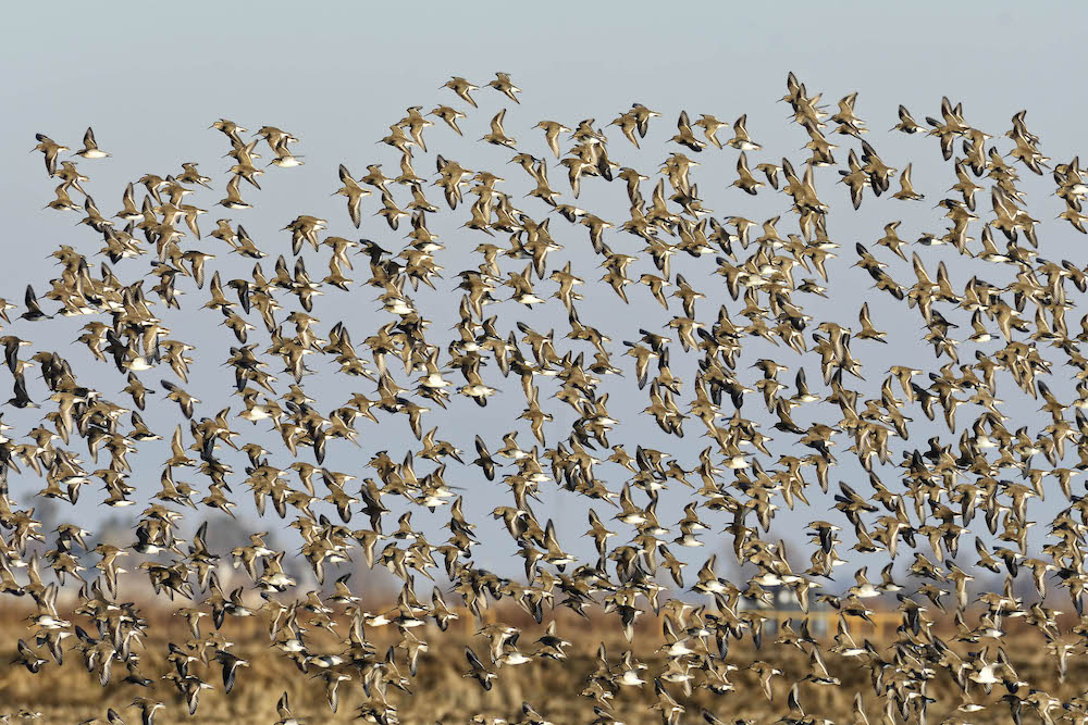 flock of birds taking flight