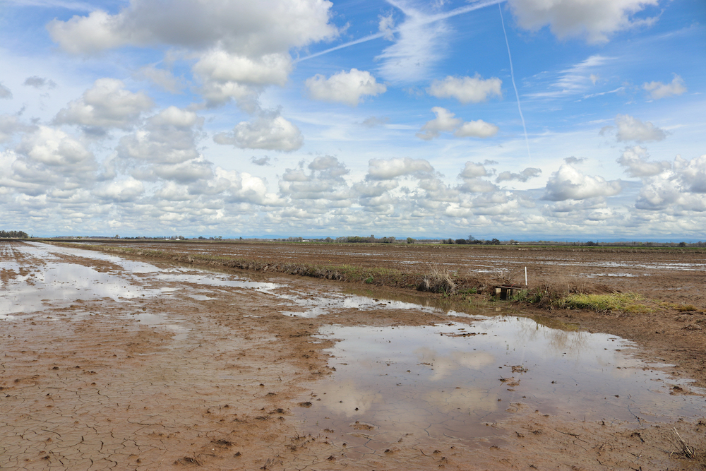 empty rice fields in winter