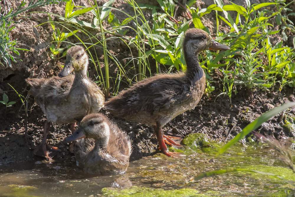 mallard ducklings