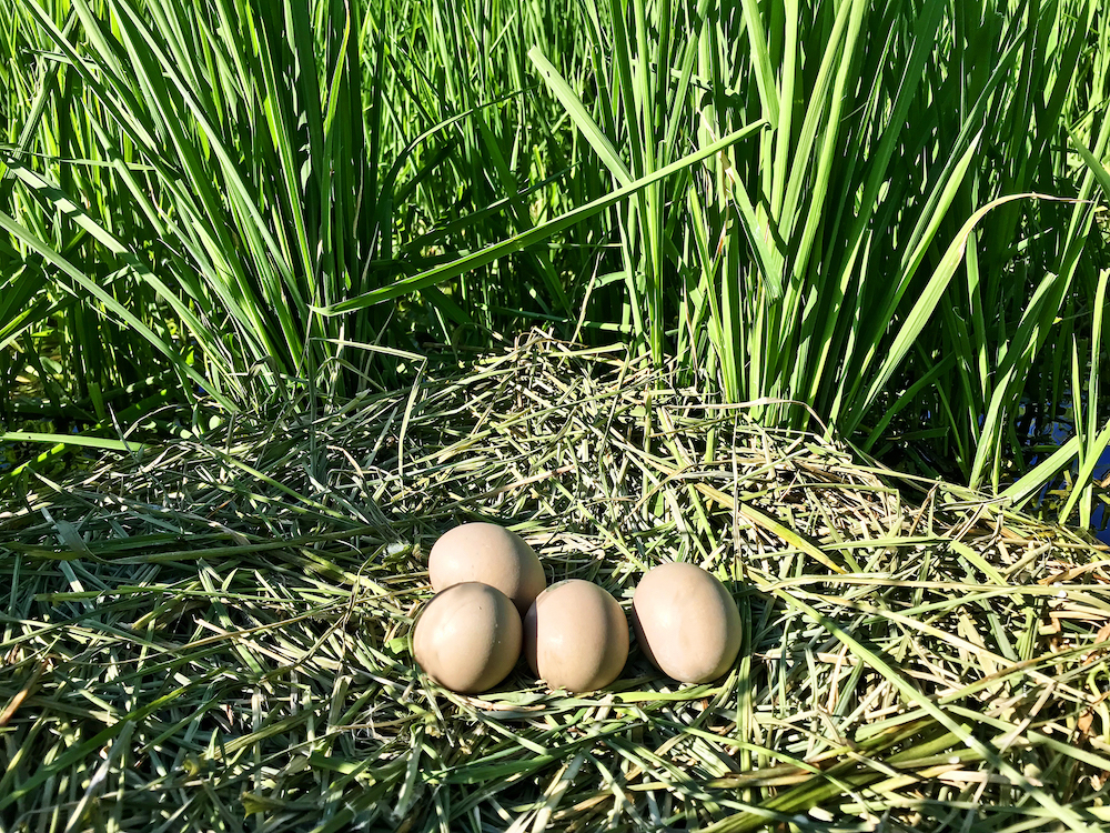 American Bittern nest with eggs