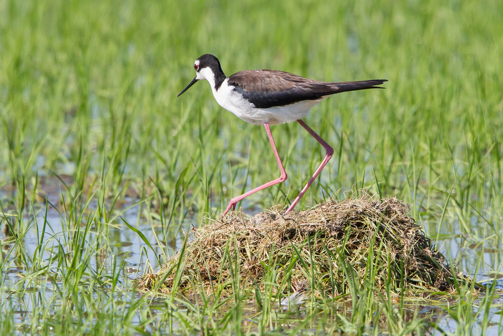 Black Necked Stilt on Nest