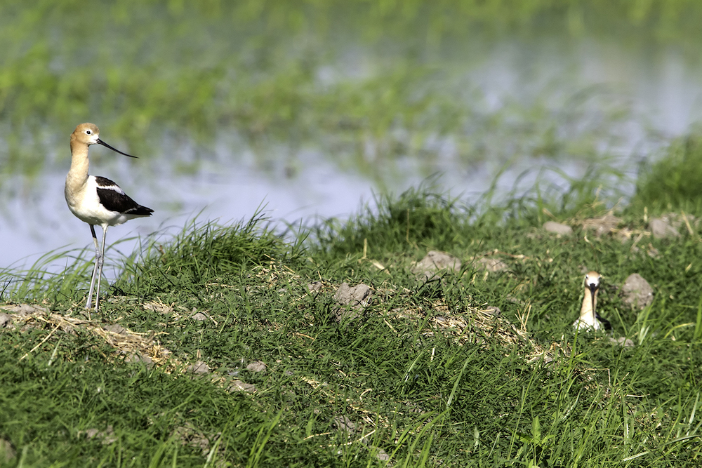 nesting avocets