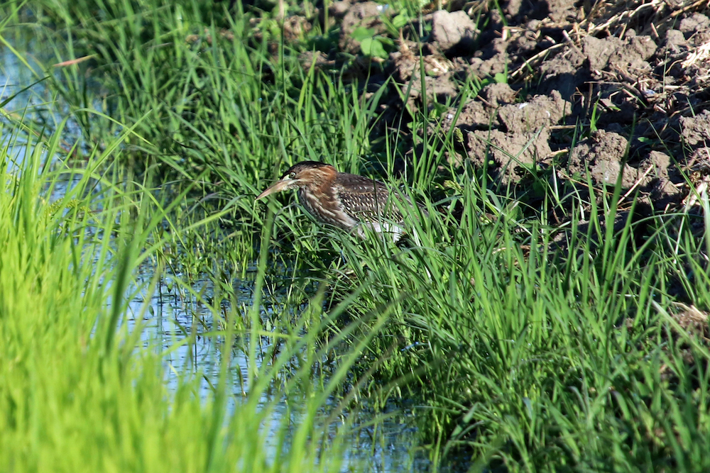Juvenile Green Heron