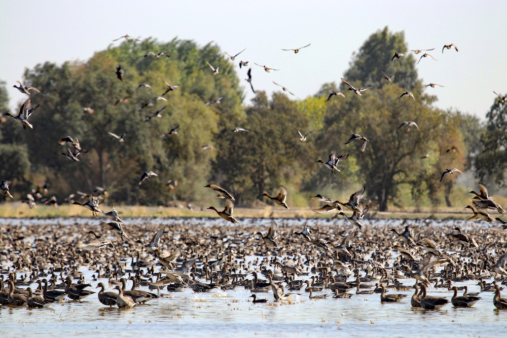 birds taking flight from flooded rice field