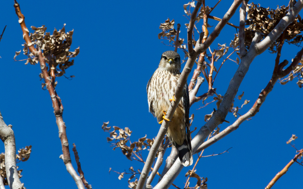Merlins