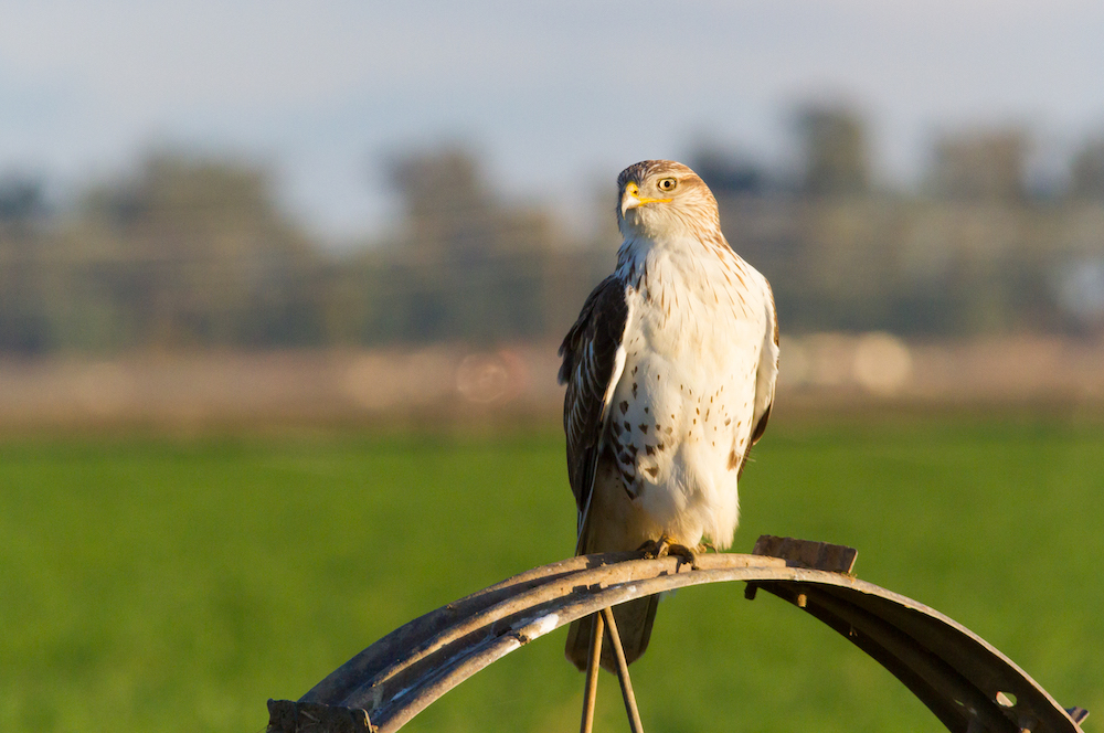 While Red-tailed Hawks