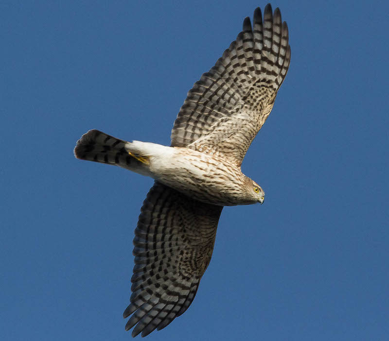 Ferruginous Hawks