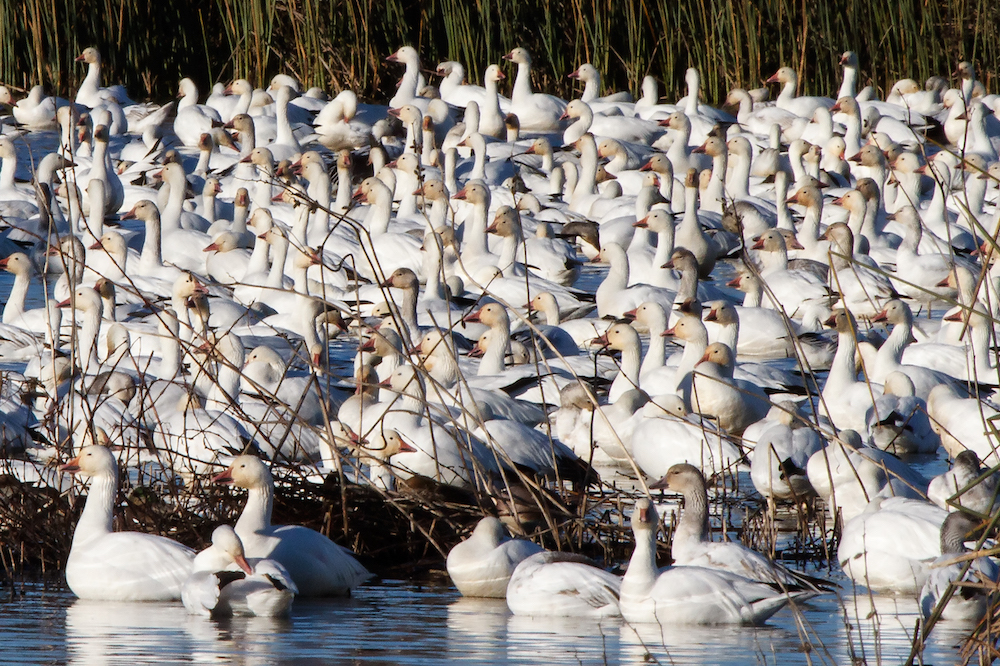 Snow Geese