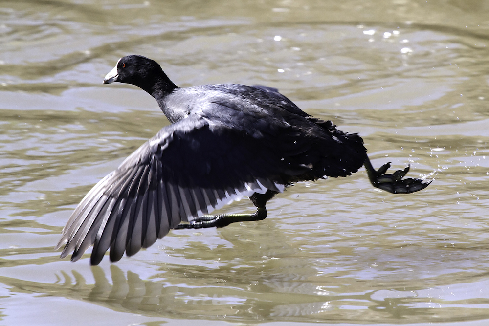 American Coot