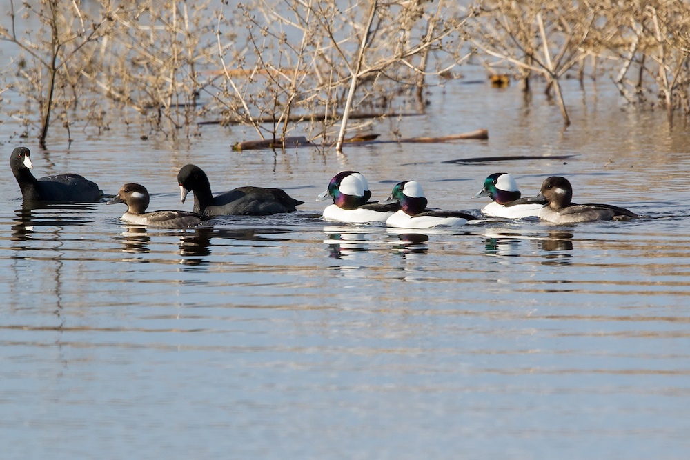 American Coots