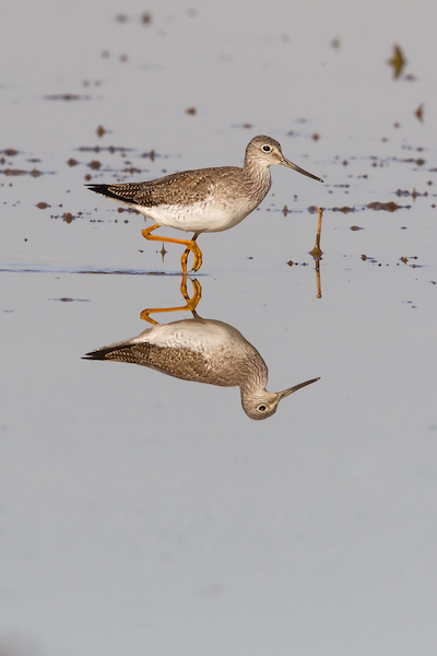 Greater Yellowlegs