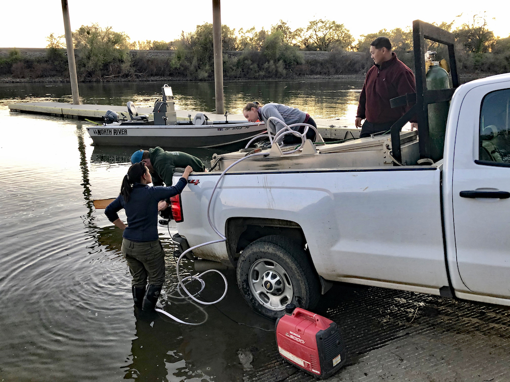 scientists releasing tagged salmon into sacramento river