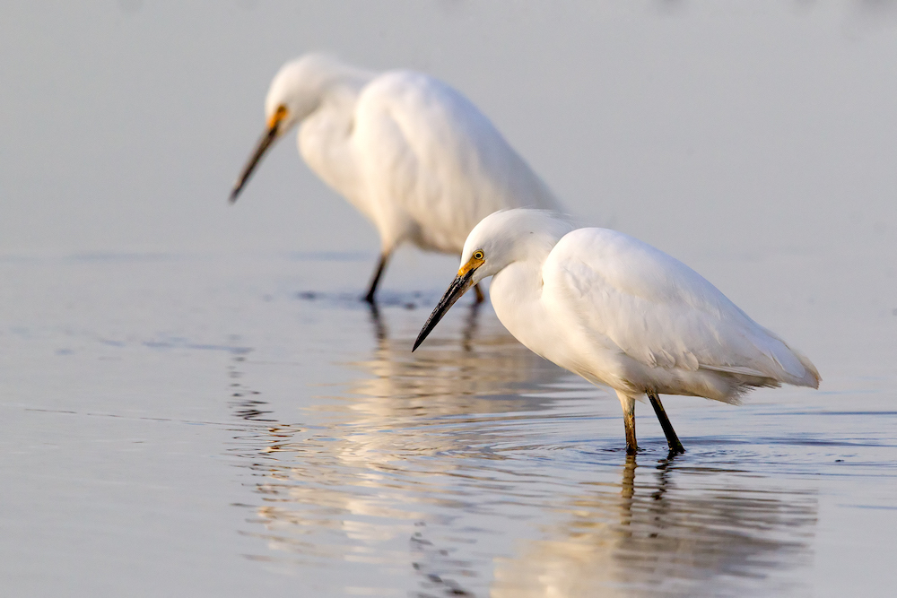 Snowy Egret