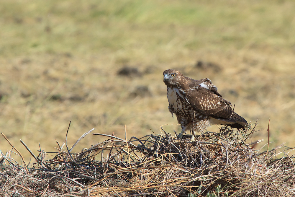 Swainson’s Hawks