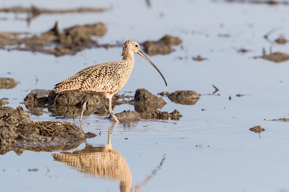 long billed curlew