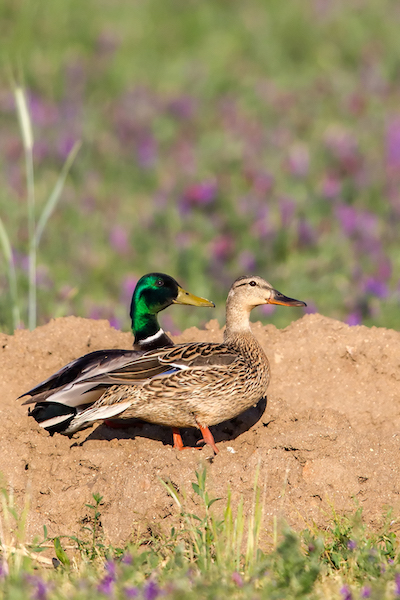 mallard ducks