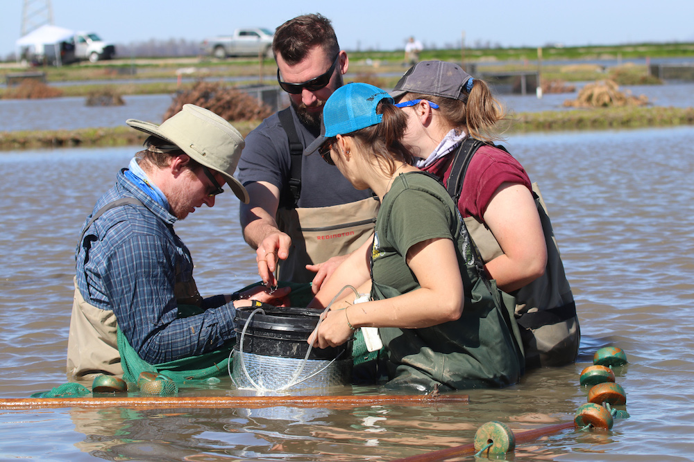 scientists tagging salmon