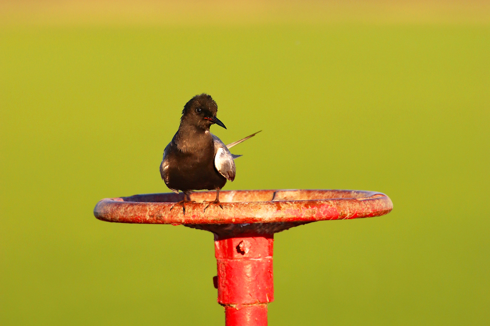 Black Tern